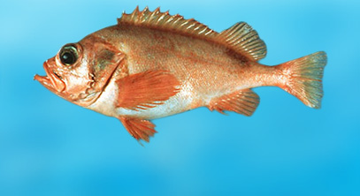Dishing up trash: New look for sustainable seafood