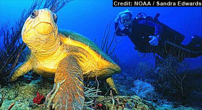 Loggerhead sea turtle hatchlings swim, drift with currents around North Atlantic migratory path