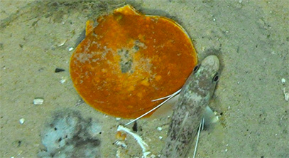 Scallopers may offer yellowtail relief to NE fleet