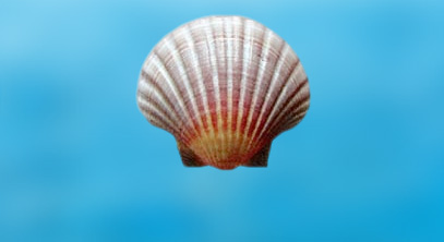 NOAA closes southern scallop area for the year at industry's request