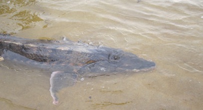 What’s the Latest on Atlantic Sturgeon?