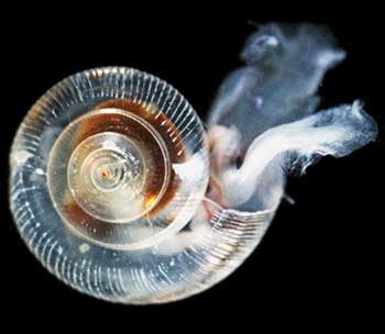 pteropod.jpg