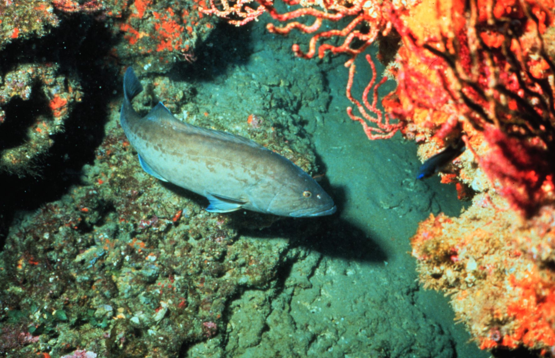 Gag grouper. The Gulf of Mexico stock of gag grouper was rebuilt in 2014. (Credit: NOAA.)
