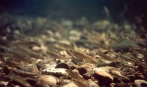 Gulf of Maine Atlantic Salmon